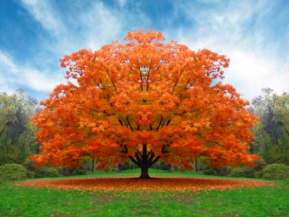 albero_autunno1